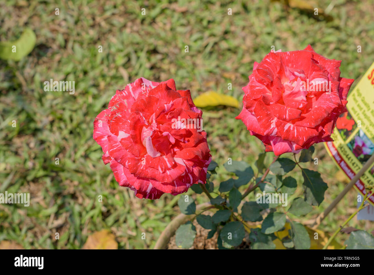 Dianthus caryophyllus, garofano o di chiodi di garofano rosa. Un sun amorevole pianta fiorisce in primavera a tarda estate. Popolari per giardino e bouquet. Il suo simbolo Foto Stock