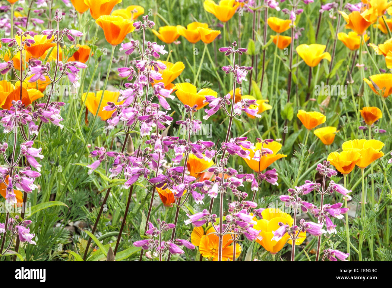 Colorato prato estivo Fiori misti papavero californiano Fiori selvatici Giardino di confine prato fiorito Prato fiorito Rosa chiaro giallo Eschscholzia californica Foto Stock