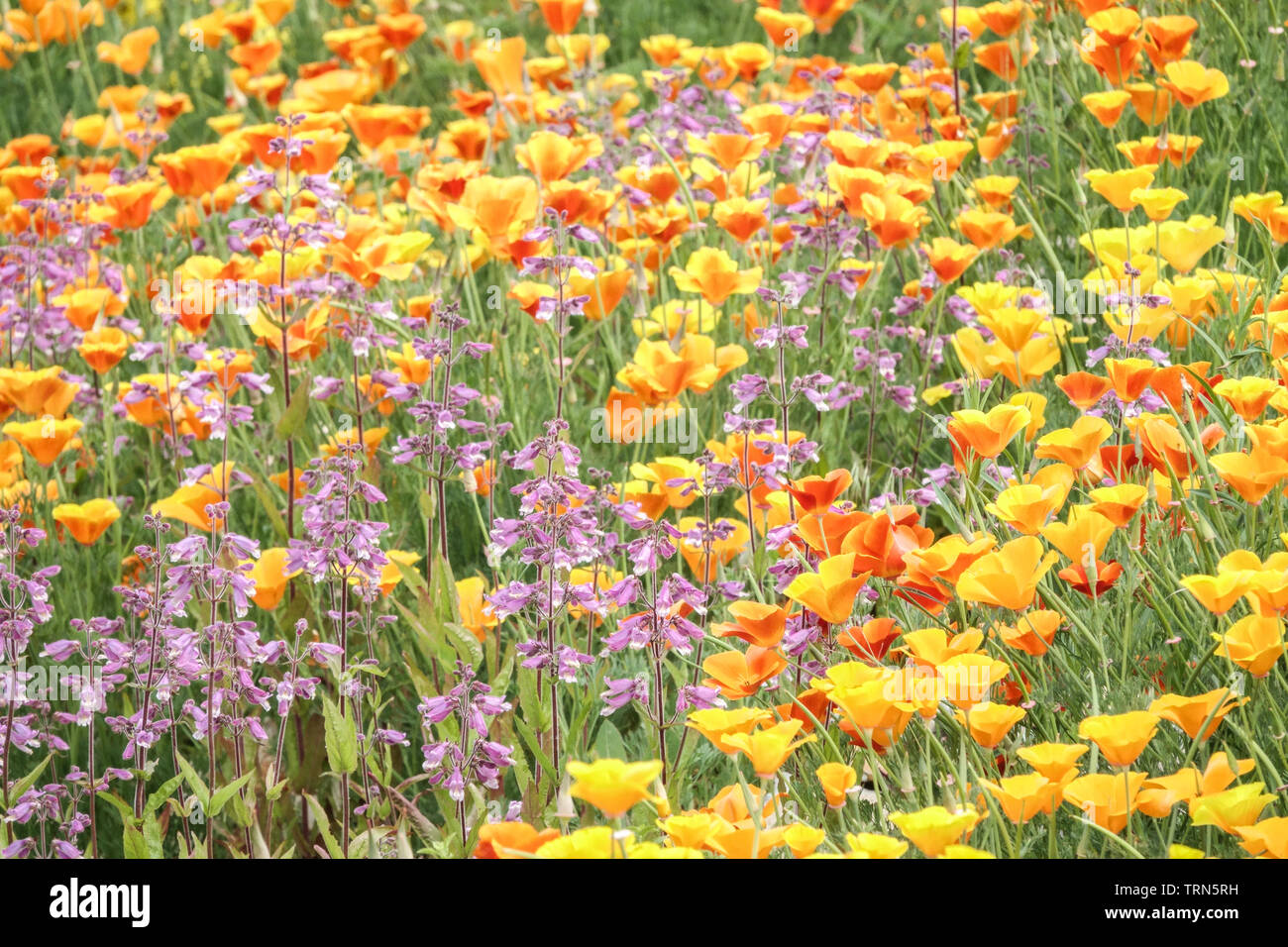 Fiori colorati misti, combinazione di colori giallo-rosa piante prati Penstemons papavero californiano Pelosa lingua di Bardo Penstemon hirsutus lingue del barbone Foto Stock