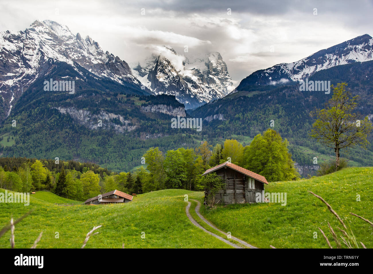 Paesaggi alpino svizzero dei terreni agricoli prati e una capanna di agricoltori edificio con montagne coperte di neve delle Alpi bernesi (Mittlehorn e Schreckhorn) prese Foto Stock