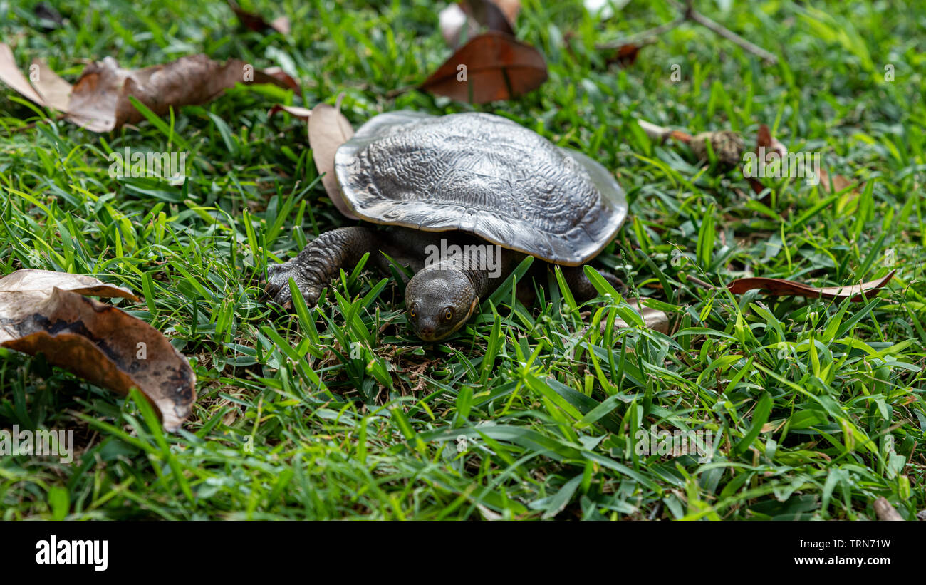 (Emydura macquarii) Australian Murray River turtle a piedi lo stagno Foto Stock