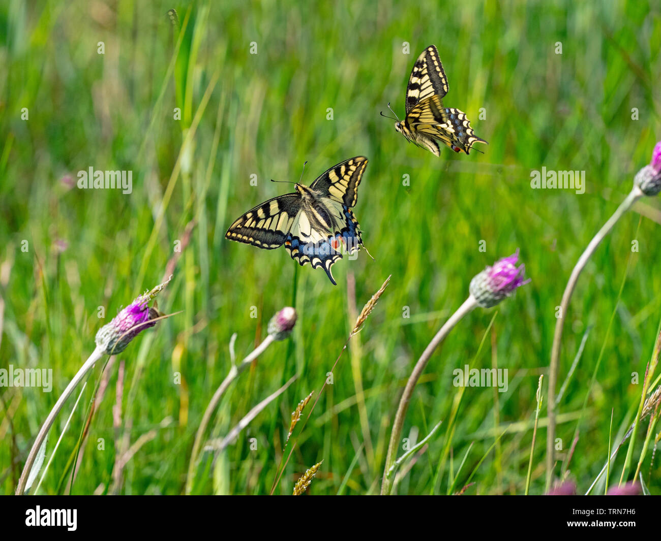 Due farfalle a coda di rondine Papilio machaon combattimenti giugno Norfolk Broads Foto Stock