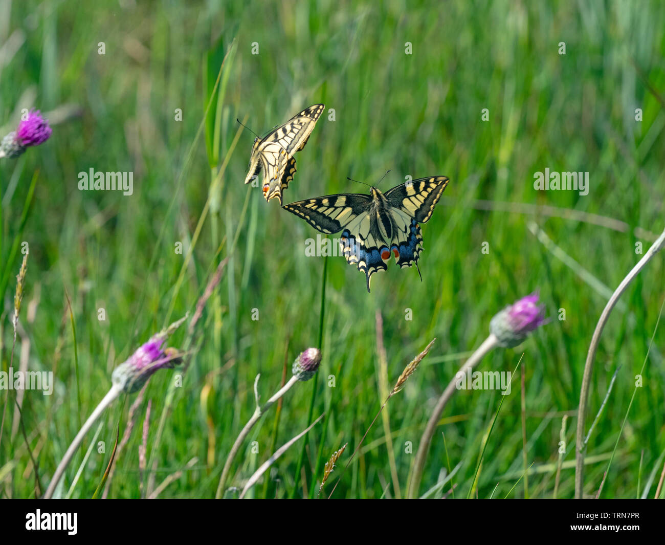 Due farfalle a coda di rondine Papilio machaon combattimenti giugno Norfolk Broads Foto Stock