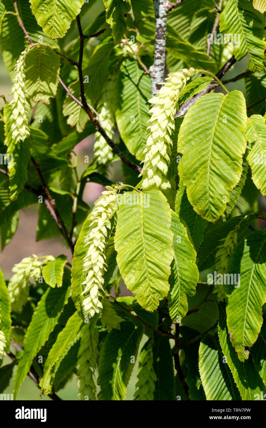 Verde pallido amenti di Carpinus fangiana / monkeytail carpino bianco / Fang il carpino Foto Stock