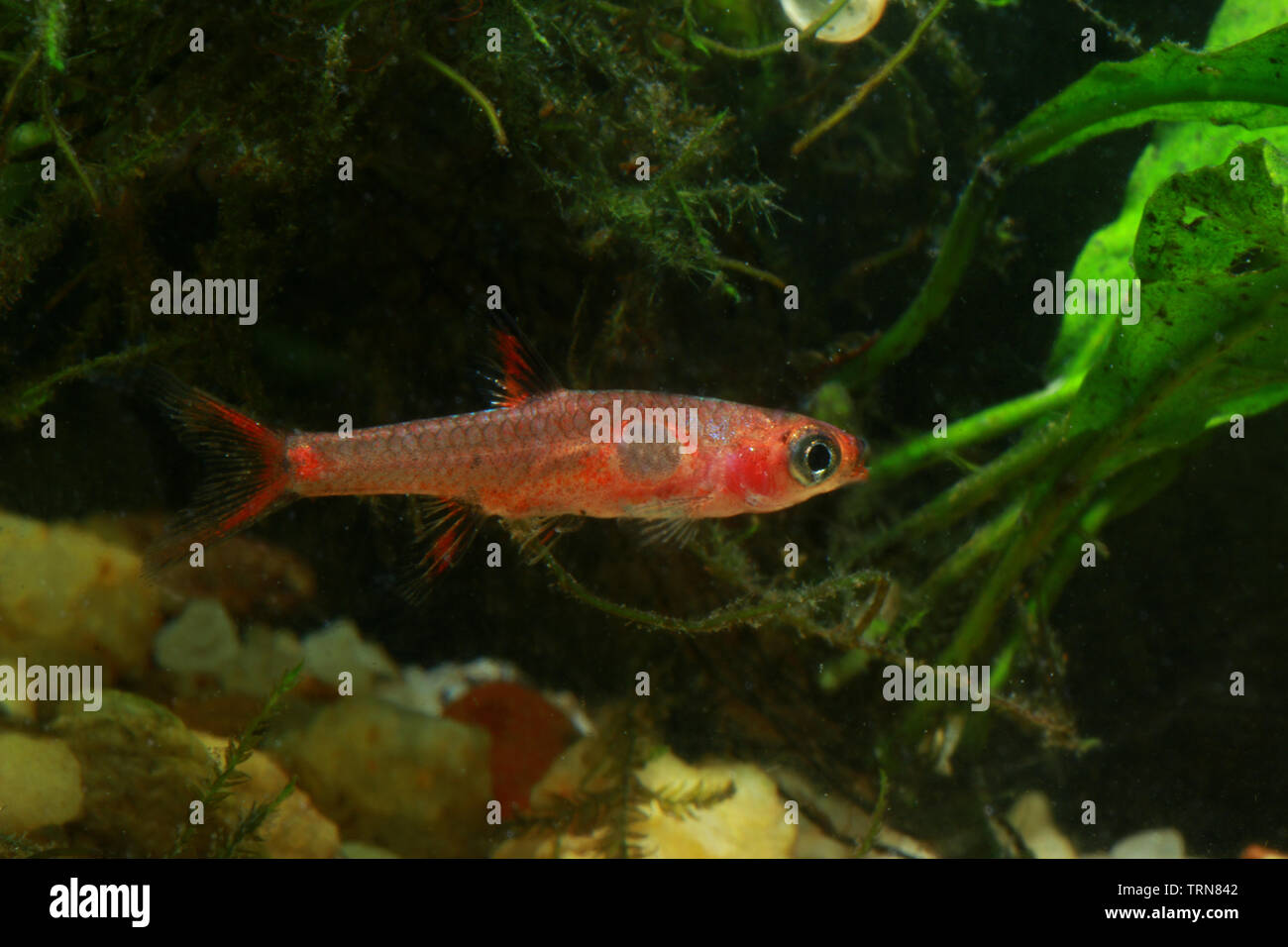 Rasbora nana, Boraras maculatus Foto Stock