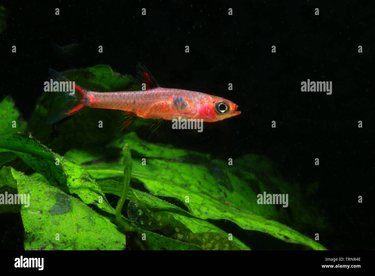 Rasbora nana, Boraras maculatus Foto Stock