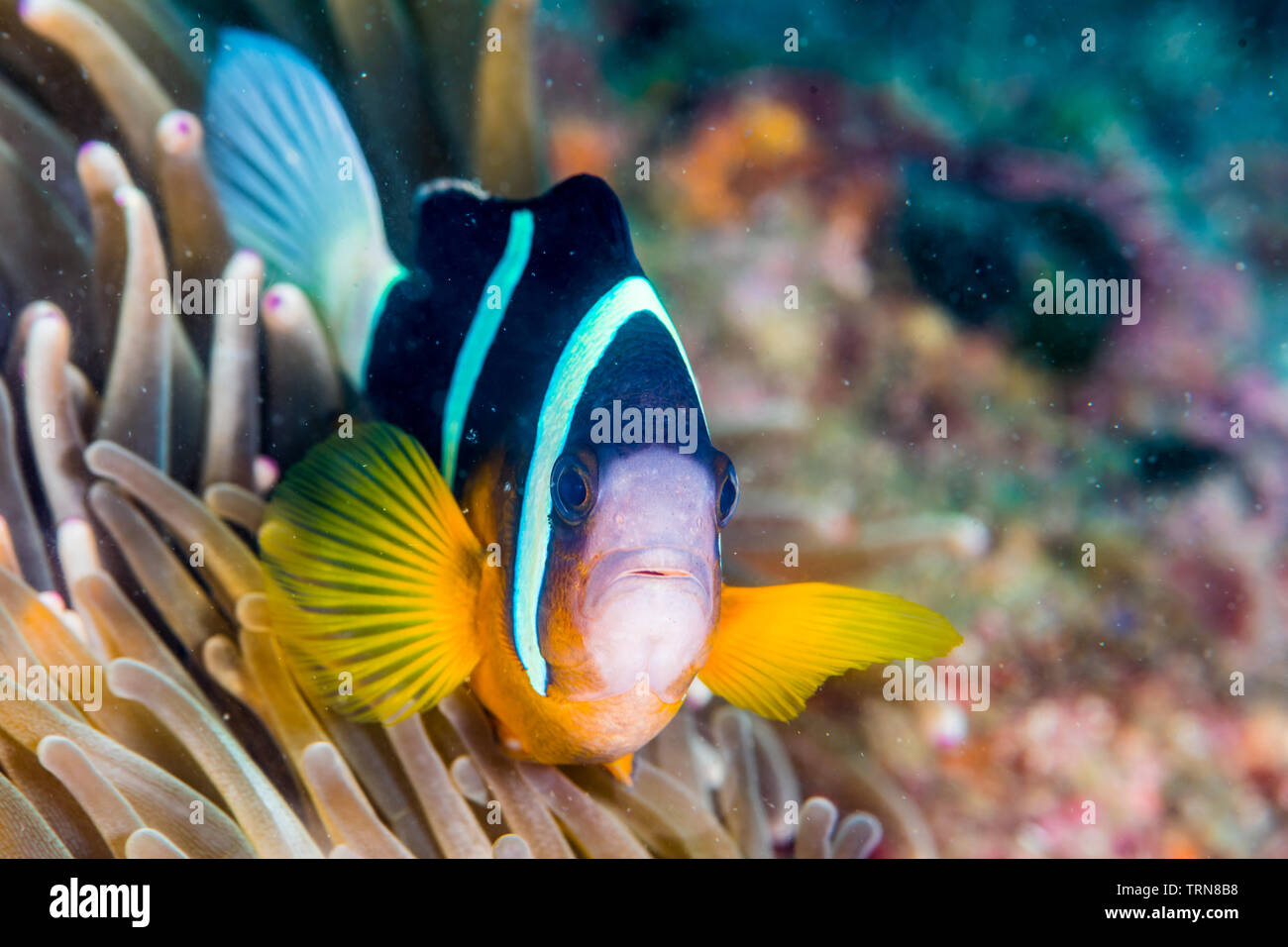 Clark, anemonefish Amphiprion clarkii, (J. W. Bennett, 1830) con bolla-punta, anemone Entacmaea quadricolor (Leuckart in Rüppell & Leuckart, 1828) Foto Stock