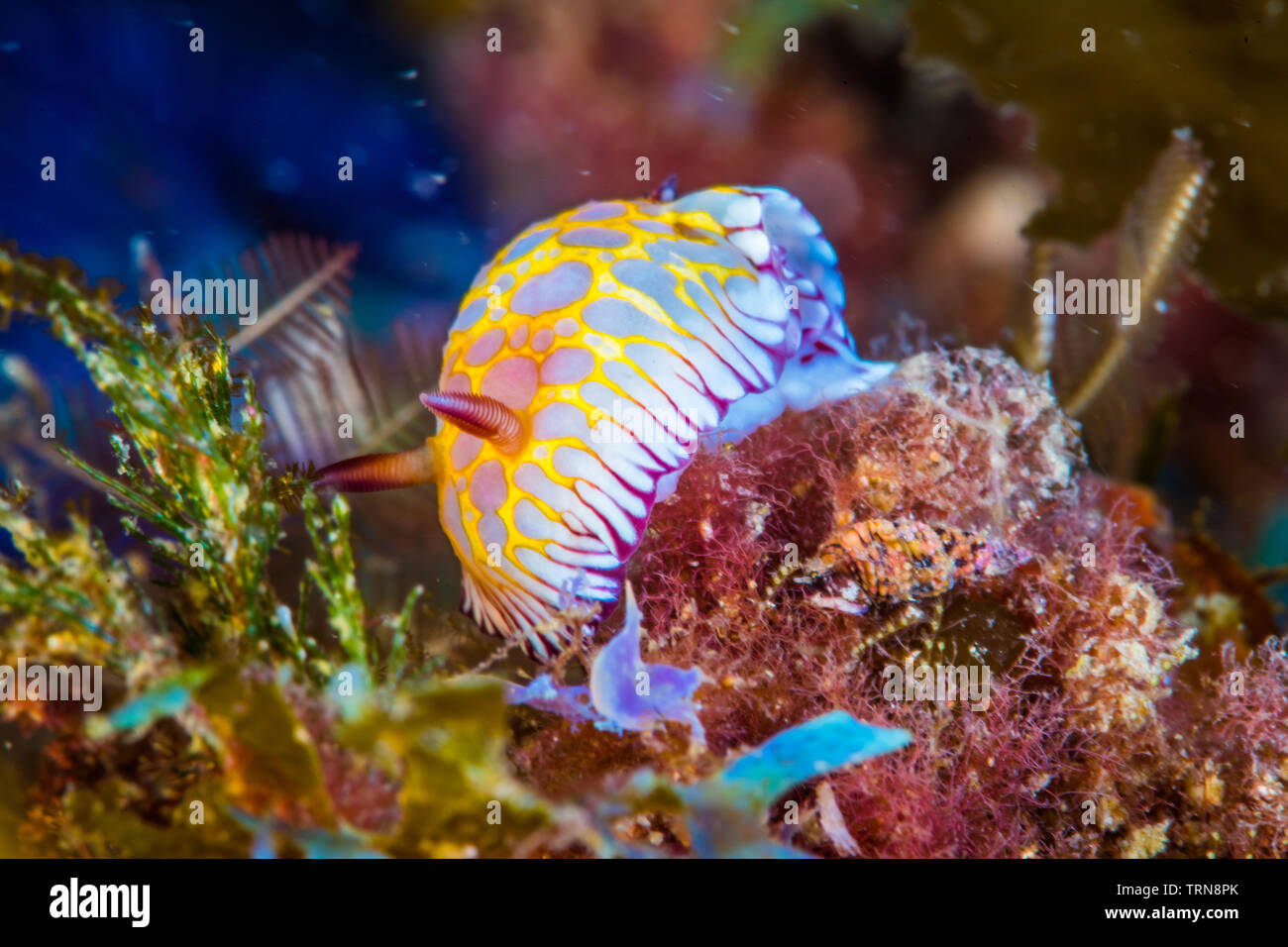 Dente-refilato chromodoris ( Goniobranchus roboi), un mare colorato slug strisciando su una scogliera. Foto Stock