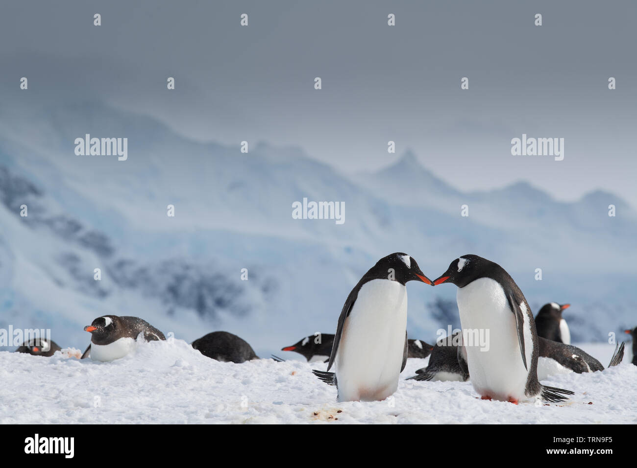 Una coppia di gentoo pengiuns toccando becchi con montagne innevate sullo sfondo, in Antartide Foto Stock