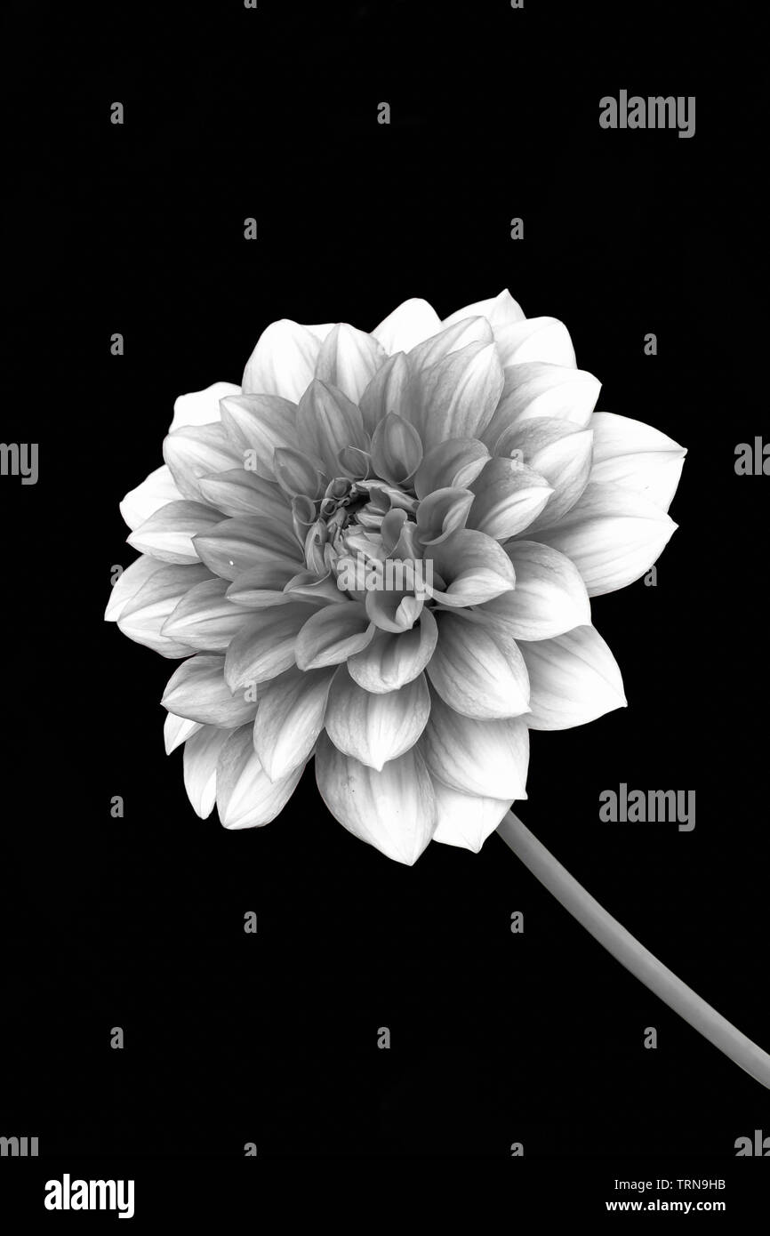 Vista del solo fiore di Dalia in versione Bianco e Nero Su sfondo nero Foto Stock