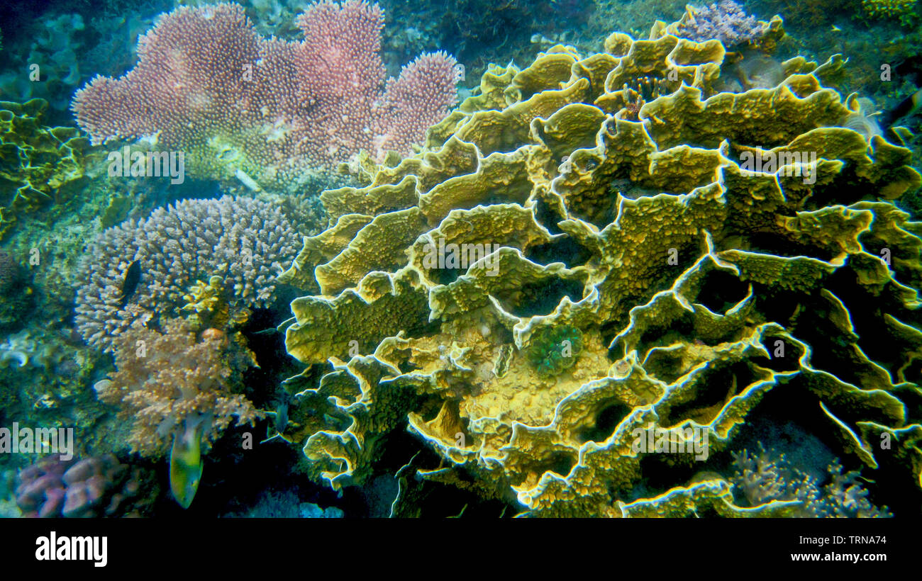 Varietà di corallo clusters prosperare in Coron, Palawan come corna di cervo, cervello , broccoli e tabella coralli prosperano in fondali bassi di Coron, Palawan. Foto Stock