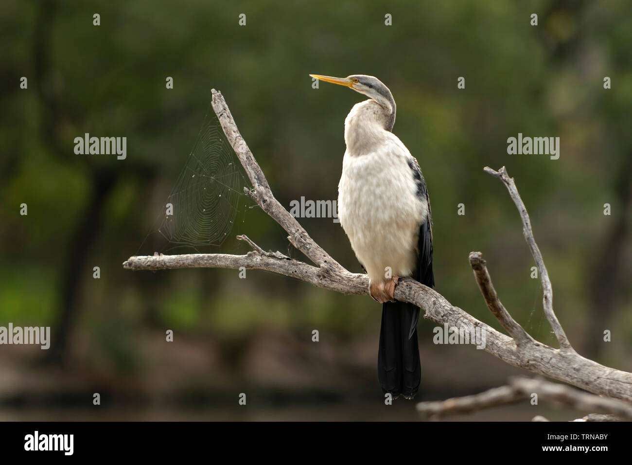 Australasian Darter (femmina), anhinga melanogaster a riserva Birdsland, Belgrave altezze, Victoria Foto Stock