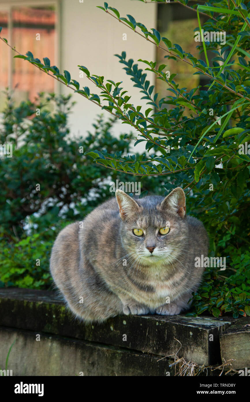 Shorthair domestico gatto con gli occhi verdi nel giardino. Foto Stock