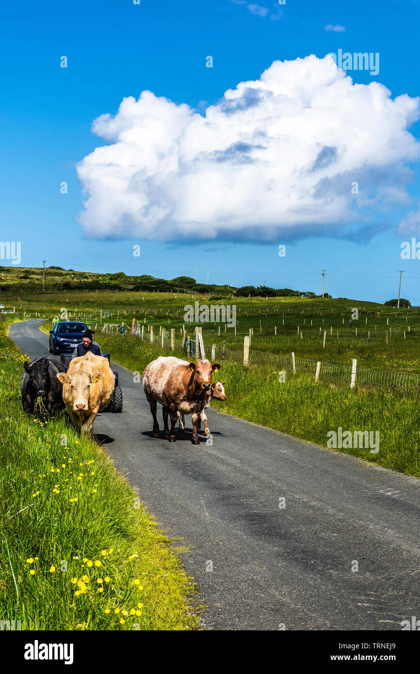 Ardara, County Donegal, Irlanda. Il 10 giugno 2019. Gli allevatori di bestiame spostare dal campo alla fattoria per una visita dal vet in una bella mattina di sole. Credito: Richard Wayman/Alamy Live News Foto Stock