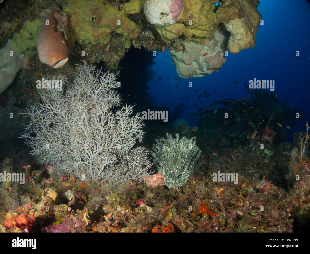 Sporgenza su una colorata barriera corallina sott'acqua nel Bunaken Marine Park, Nord Sulawesi, Indonesia Foto Stock