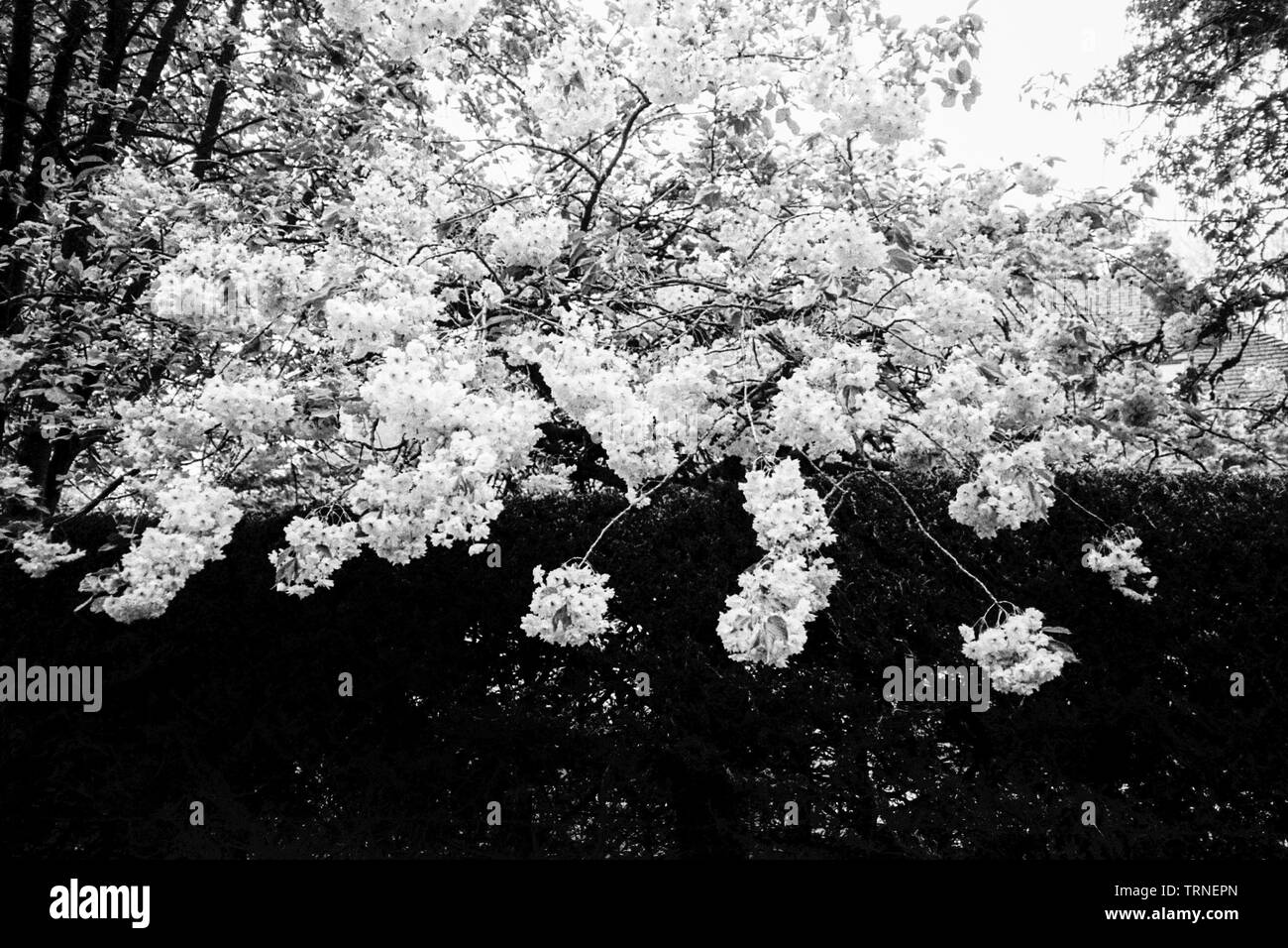 Fiori di Ciliegio, Medstead, Alton, Hampshire, Inghilterra, Regno Unito Foto Stock