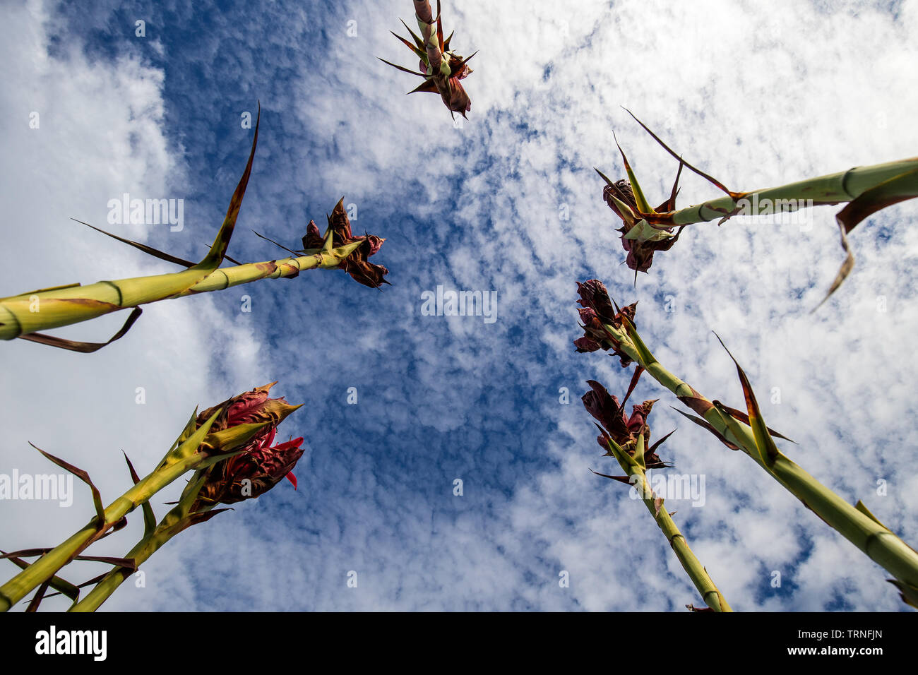 Gymea Lily Foto Stock