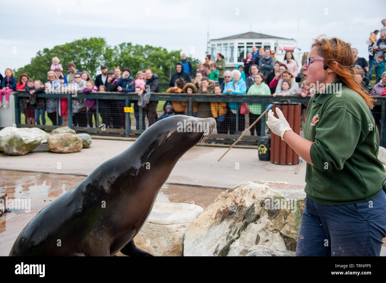 Sea Lion in zoo con trainer, Regno Unito Foto Stock