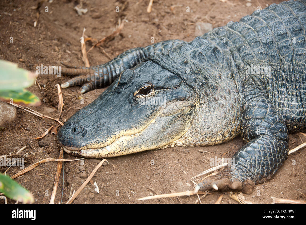 La Mississippi Alligator (Alligator mississippiensis) Foto Stock