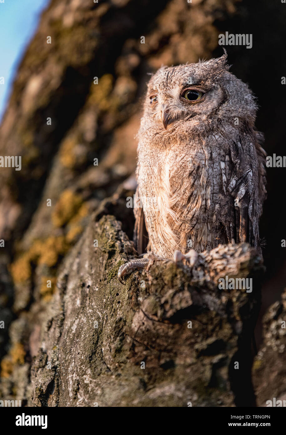 Piccolo assiolo nella struttura ad albero cavo. Poco Assiolo (Otus scops) è una piccola specie di gufo dall'Owl Owl famiglia. Eurasian assiolo (Otus scops) Foto Stock