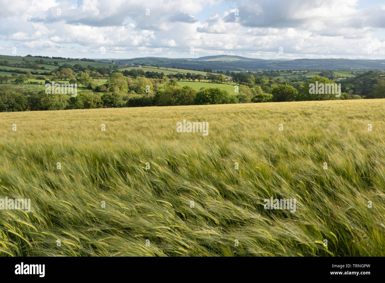 Campo di orzo e paesaggio paesaggio agricolo in Ceredigion, Wales, Regno Unito, durante il mese di giugno Foto Stock