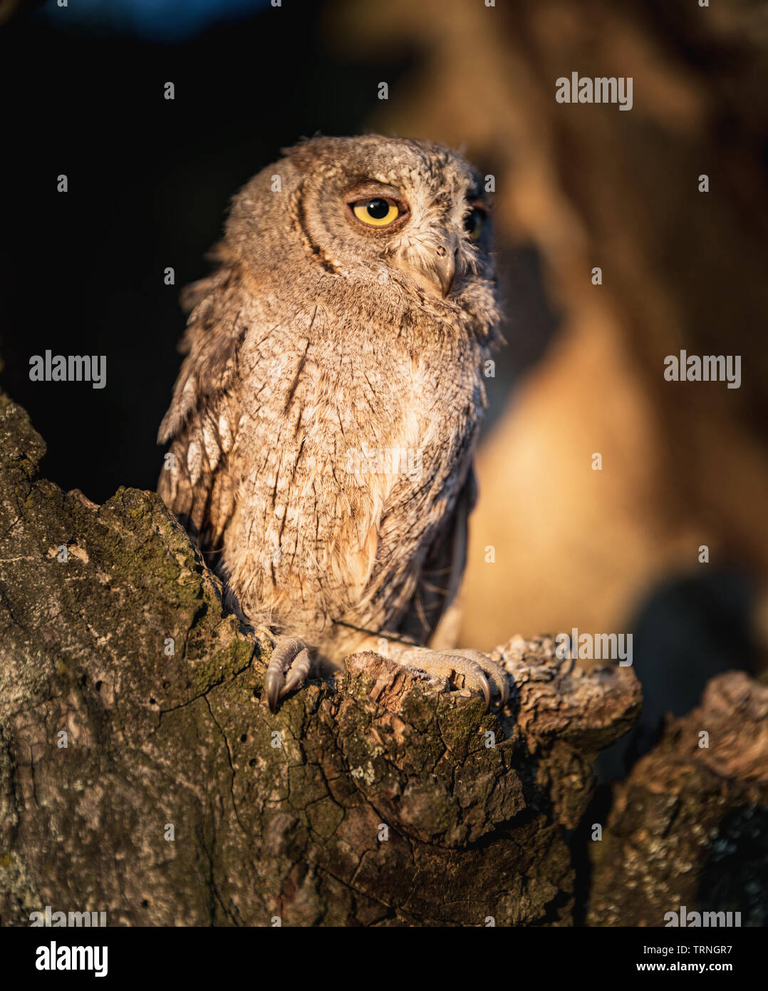 Piccolo assiolo nella struttura ad albero cavo. Poco Assiolo (Otus scops) è una piccola specie di gufo dall'Owl Owl famiglia. Eurasian assiolo (Otus scops) Foto Stock