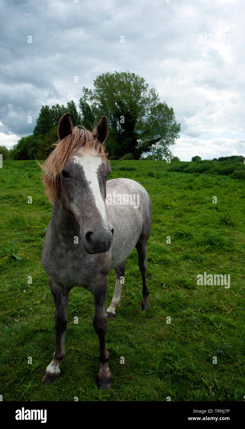 Pony grigio Konik libero di vagare sul fiume Lark nel Fens a Isleham, Cambridgeshire. Sono una razza di piccolo cavallo polacco usato per la conservazione. Foto Stock