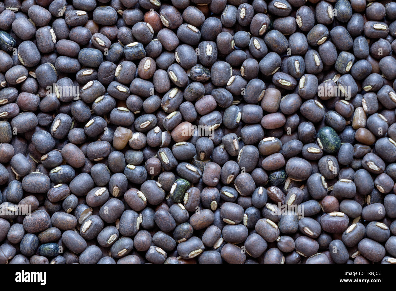 Black Gram lenticchie o scuoiata Murad dal, primo piano Foto Stock