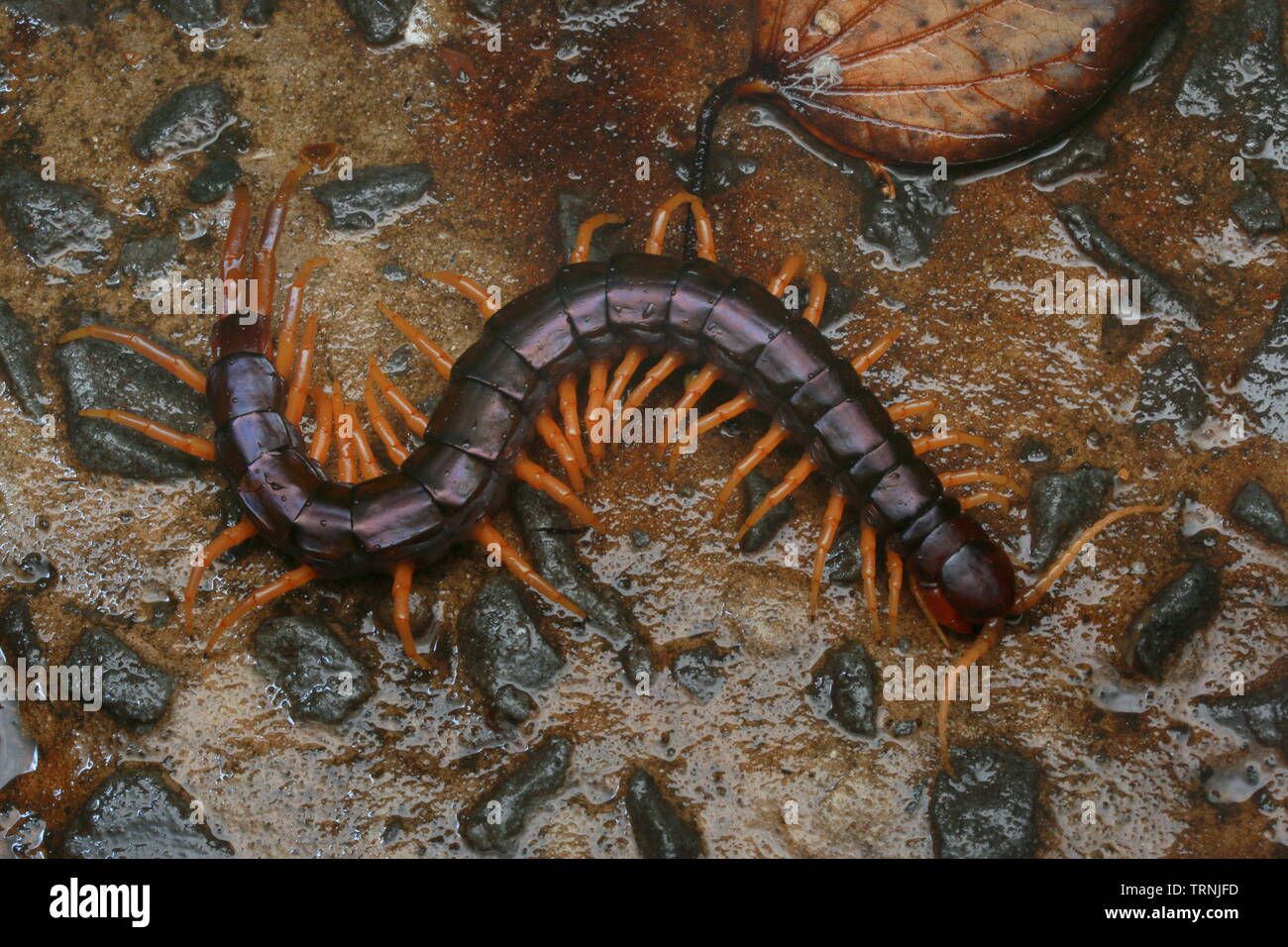 Bella Centipede malese ma sconosciuto di identificazione. Si vede raramente Foto Stock