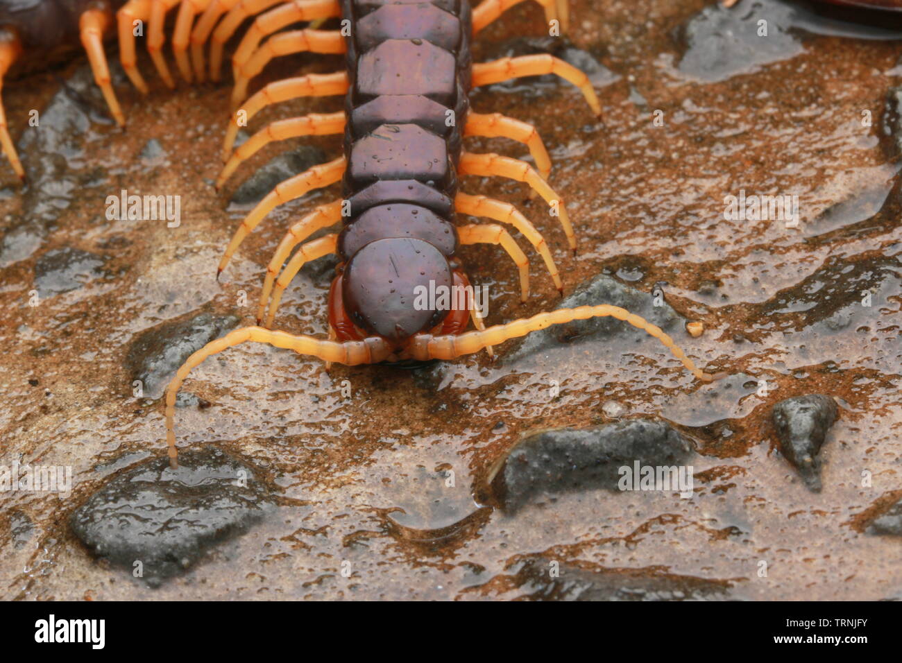 Bella Centipede malese ma sconosciuto di identificazione. Si vede raramente Foto Stock