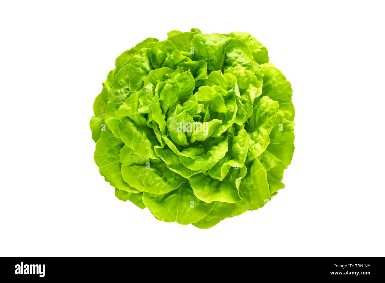 Trocadero verde insalata di lattuga testa vista dall'alto isolato su bianco Foto Stock