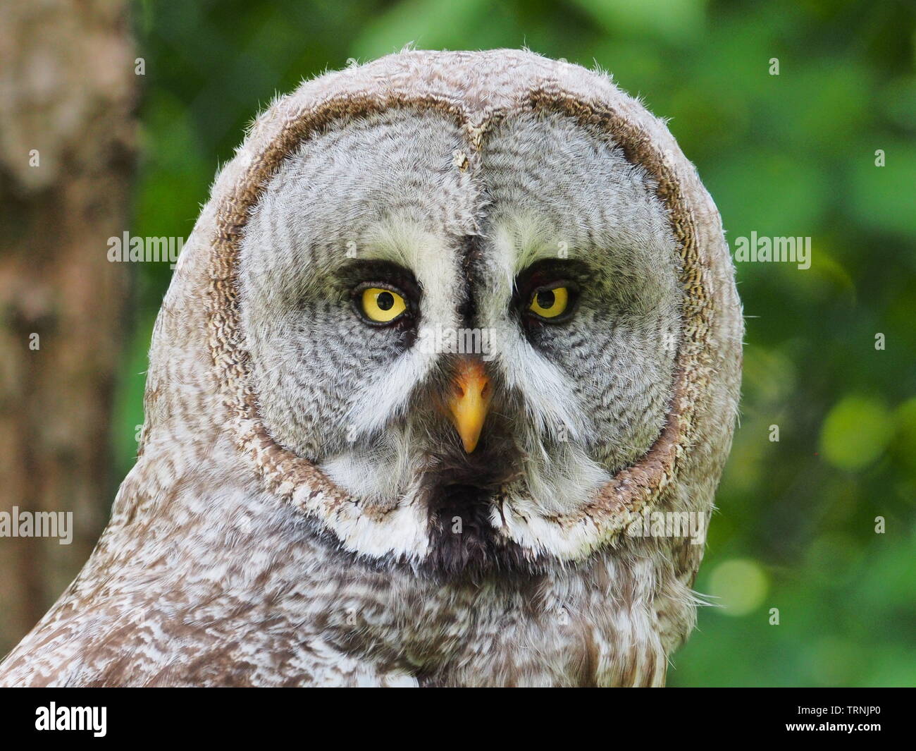 Grande grigio allocco (Strix nebulosa) in Marlow, Germania Foto Stock