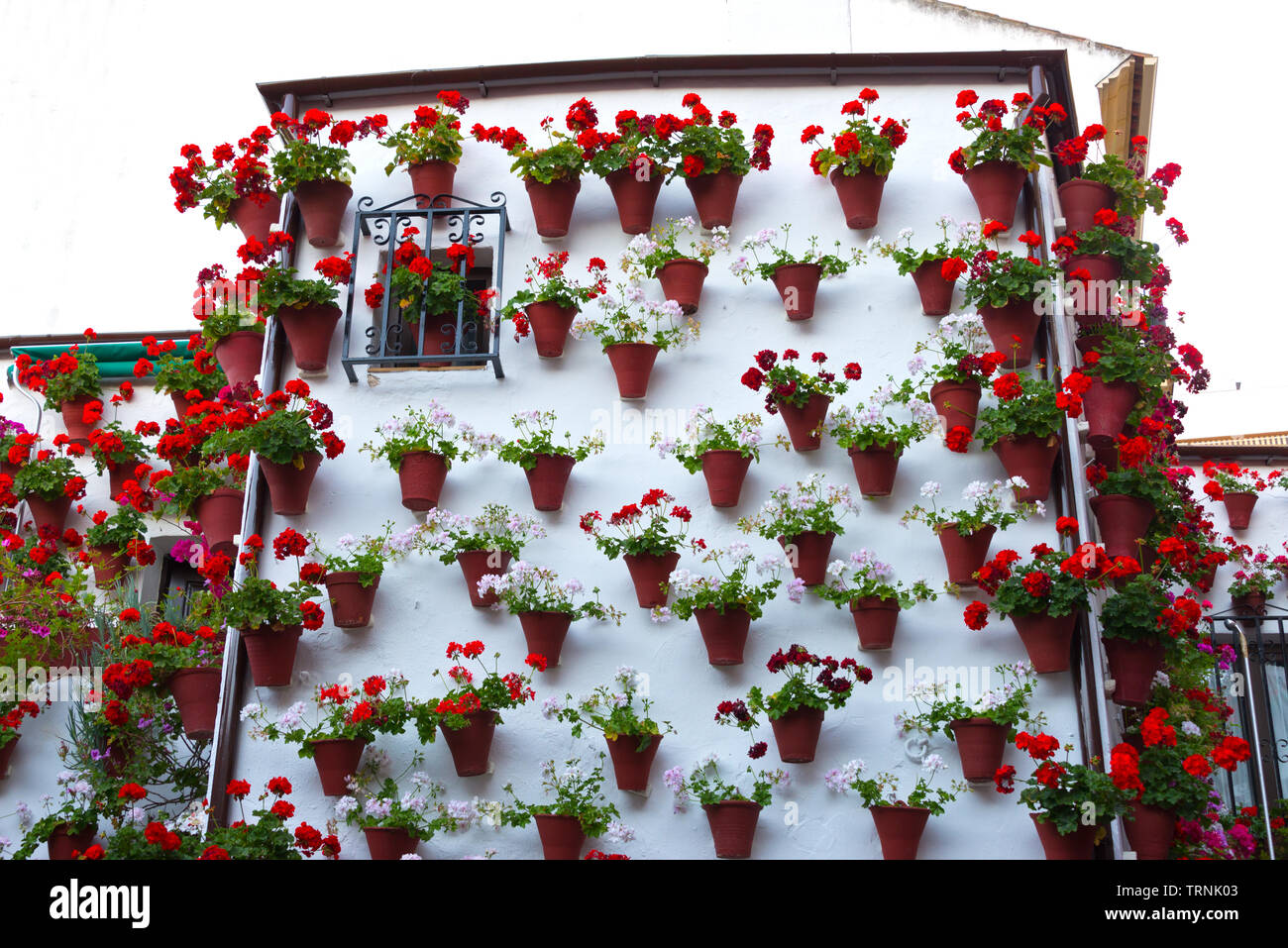 Fiori tradizionali di patio decorato a cordoba, Spagna, duriing Festival de Los Patios Cordobeses Foto Stock