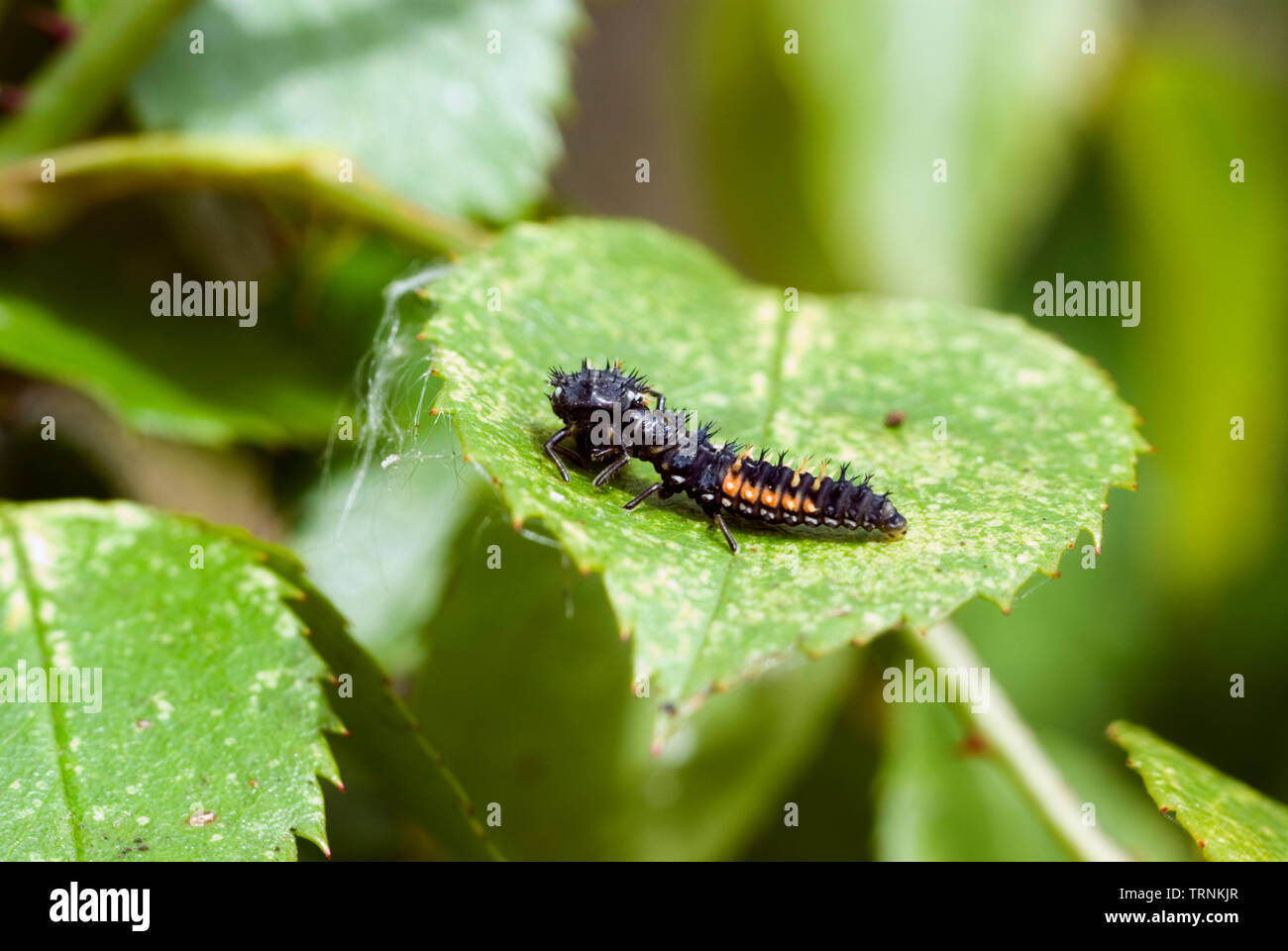 Cannibal Harlequin Ladybird Larva Foto Stock