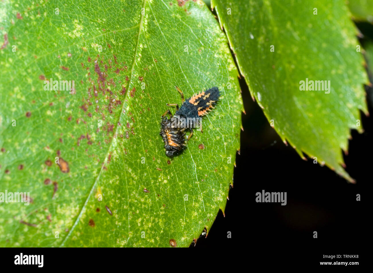 Cannibal Harlequin Ladybird Larva Foto Stock