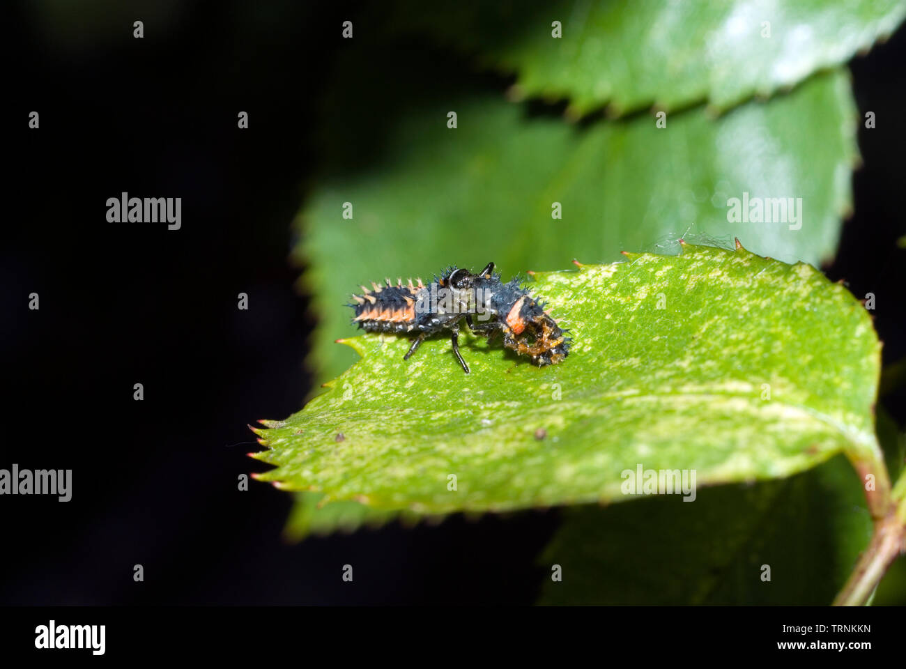 Cannibal Harlequin Ladybird Larva Foto Stock