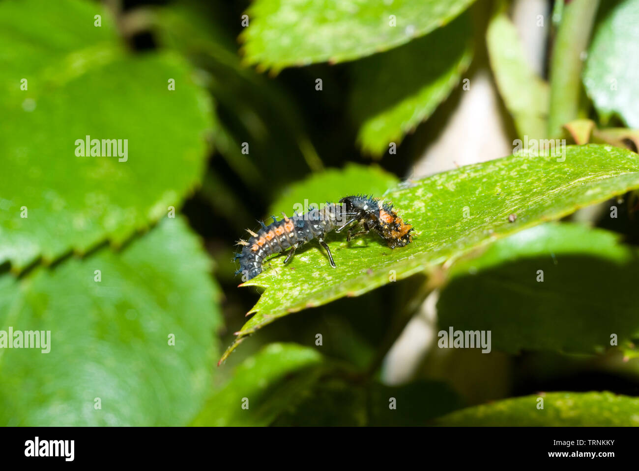 Cannibal Harlequin Ladybird Larva Foto Stock