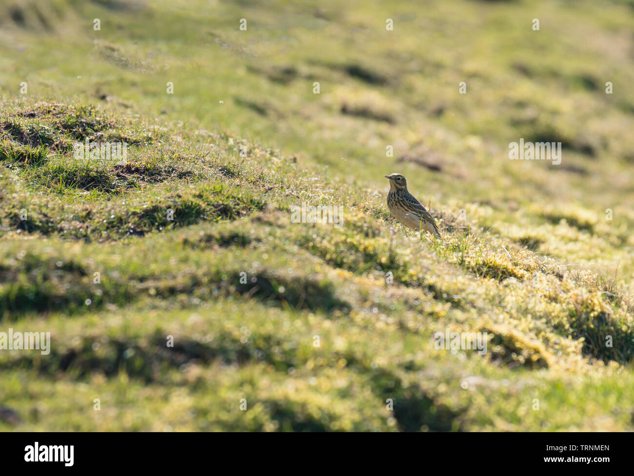 Allodola Alauda (arvense) Purched sul suolo, fieno Bluff Hay on Wye Powys Wales UK. Marzo 2019. Foto Stock