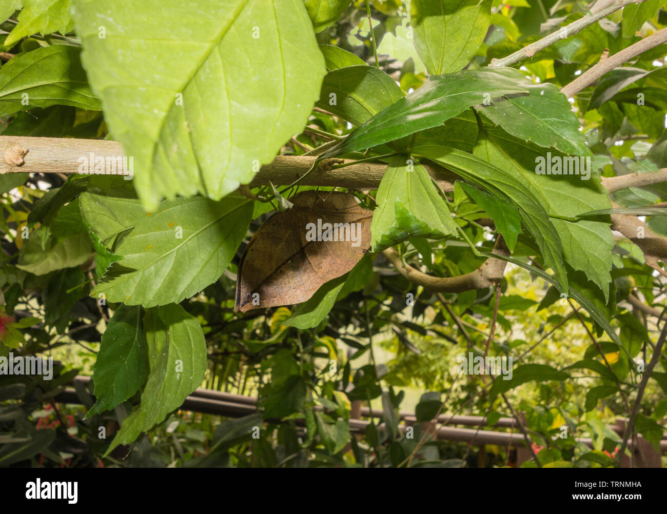 Indian Oakleaf Butterfly (Kallima inachus) che assomiglia ad una foglia morta perchched sulla vite, lo Zoo di Chester Cheshire England Regno Unito. maggio 2019 Foto Stock