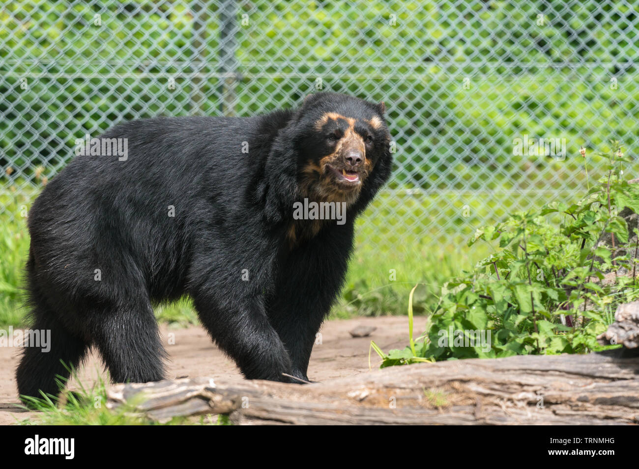 Orso andino (Tremarctos ornatus) noto anche come l'orso Spectacled originario del Sud America. Lo zoo di Chester Cheshire England Regno Unito. Maggio 2019 Foto Stock