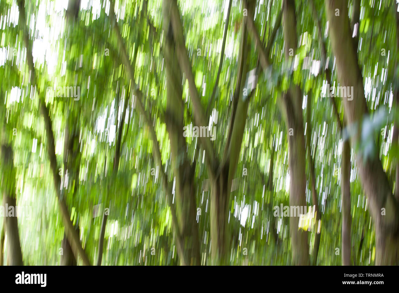 Immagini di alberi, linee e il fogliame con motion blur e trascinare shot le tecniche per creare un effetto Impressionista Foto Stock