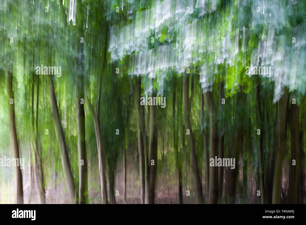 Immagini di alberi, linee e il fogliame con motion blur e trascinare shot le tecniche per creare un effetto Impressionista Foto Stock