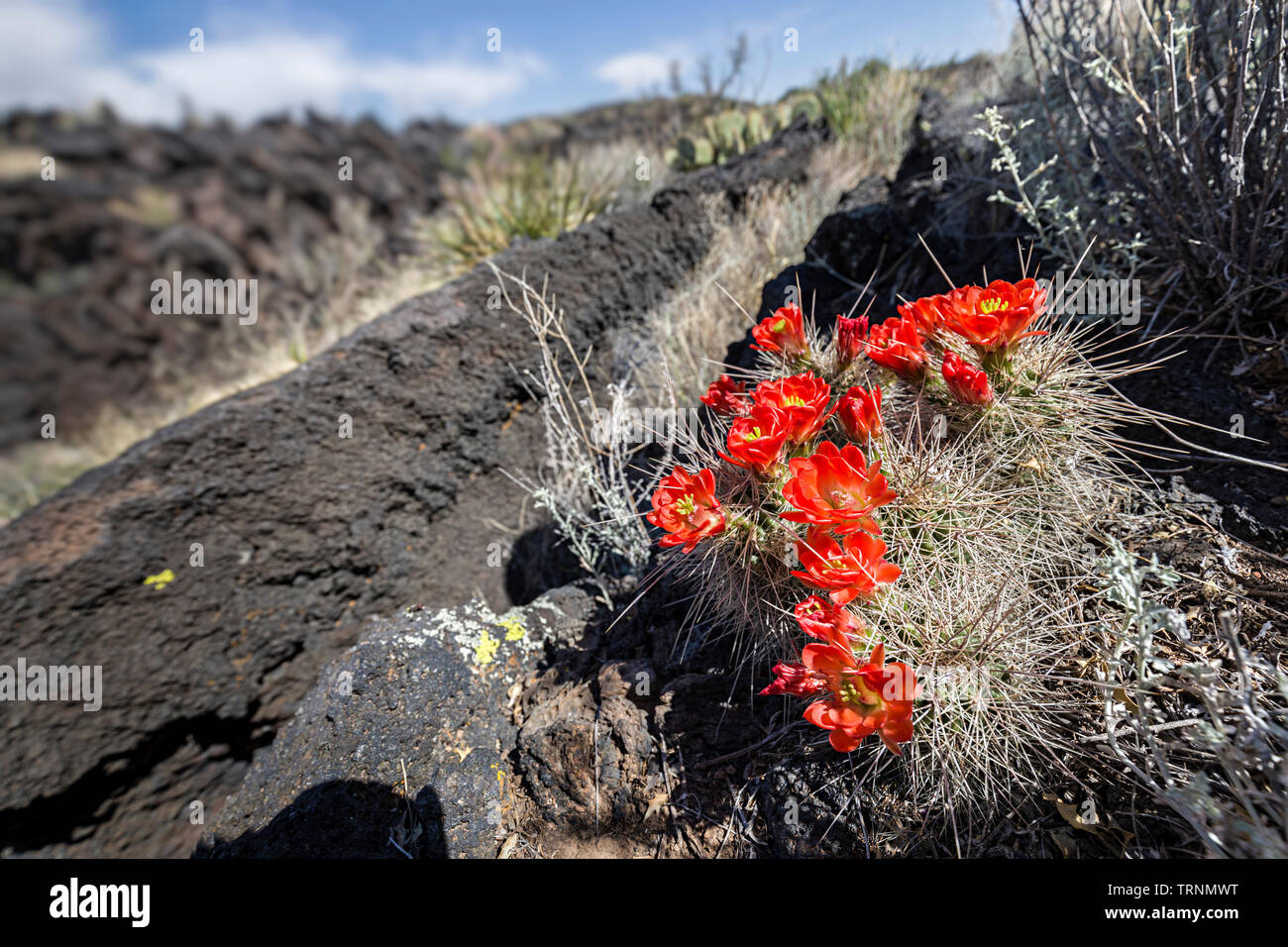 Cactus, la Valle del Fuoco e flusso di lava, Nuovo Messico, STATI UNITI D'AMERICA Foto Stock