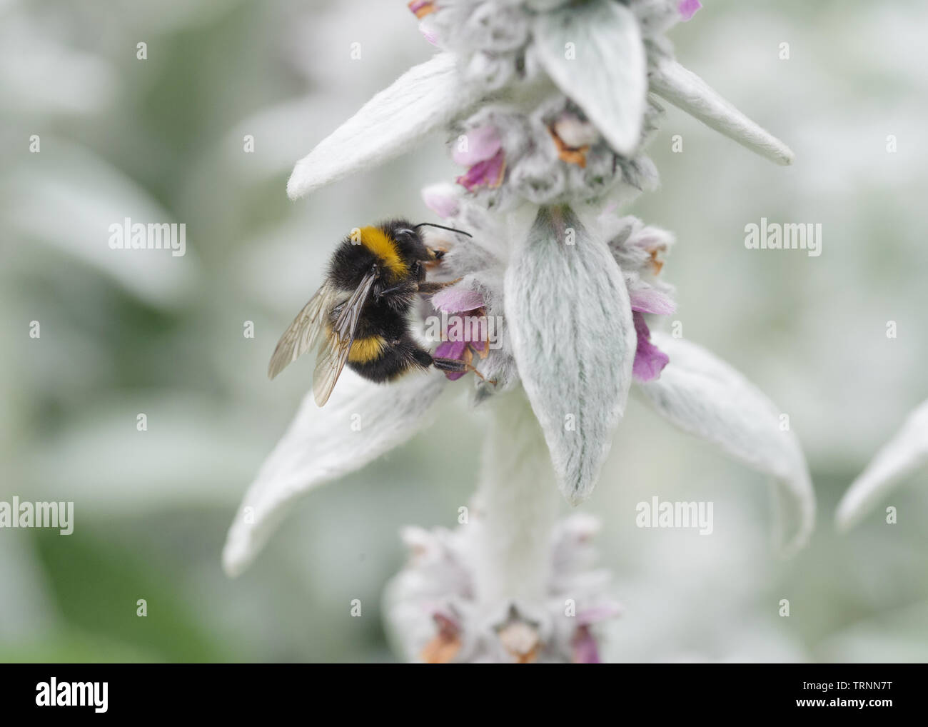 Nastrare White-Tailed Bumble Bee alimentare sui fiori della pianta Stachys Foto Stock