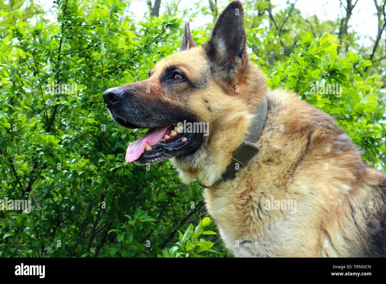 Bella cute cane pastore tedesco Foto Stock