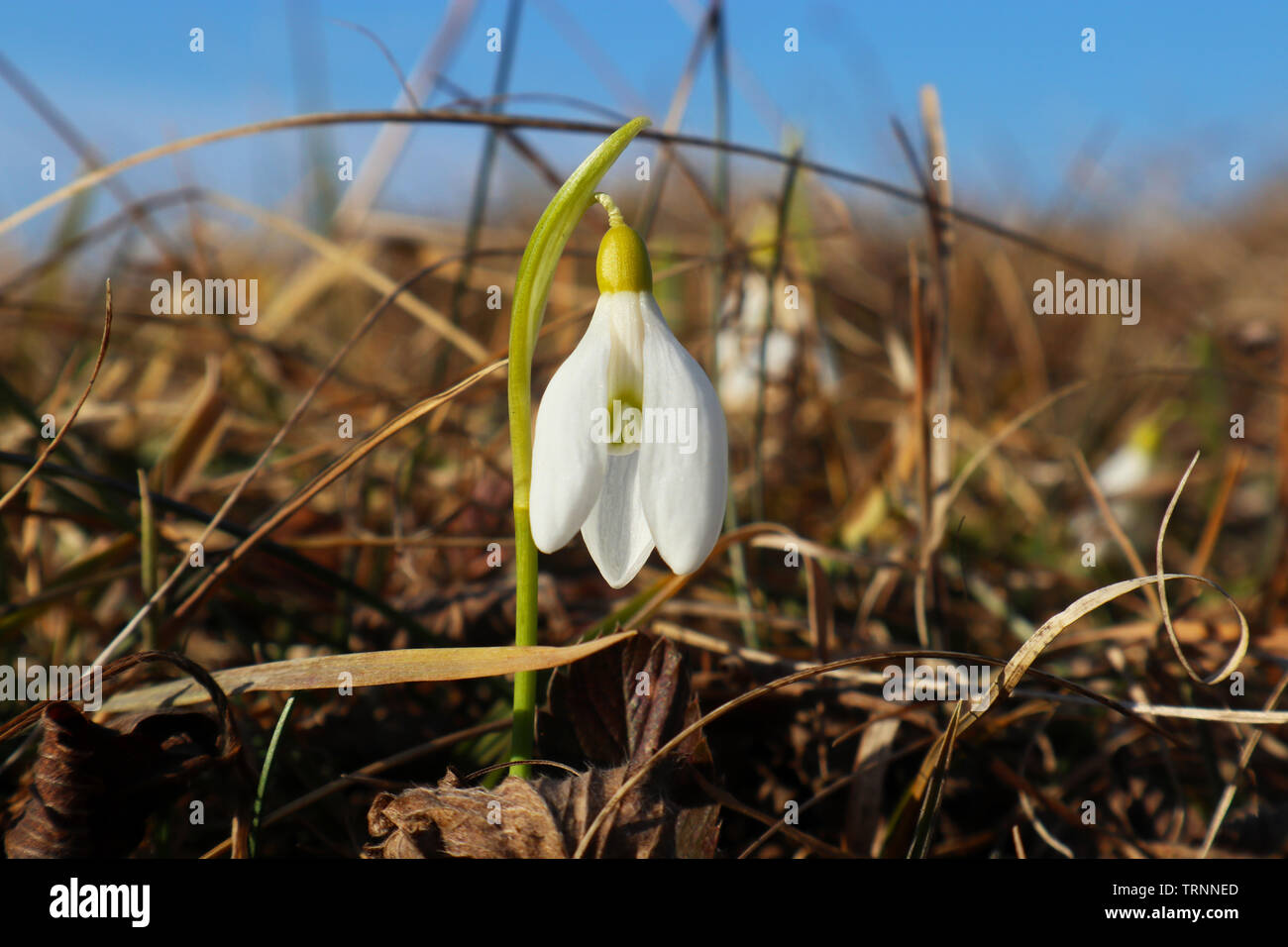 Fiore bianco nella natura Foto Stock