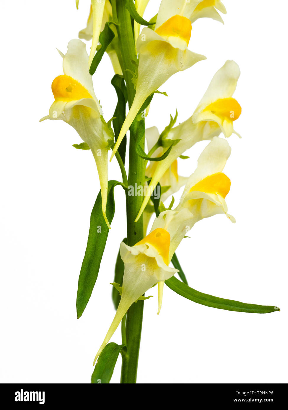 Picco di fioritura del giallo fiorì naturalizzati di fiori selvaggi nel Regno Unito, Linaria vulgaris, su sfondo bianco Foto Stock