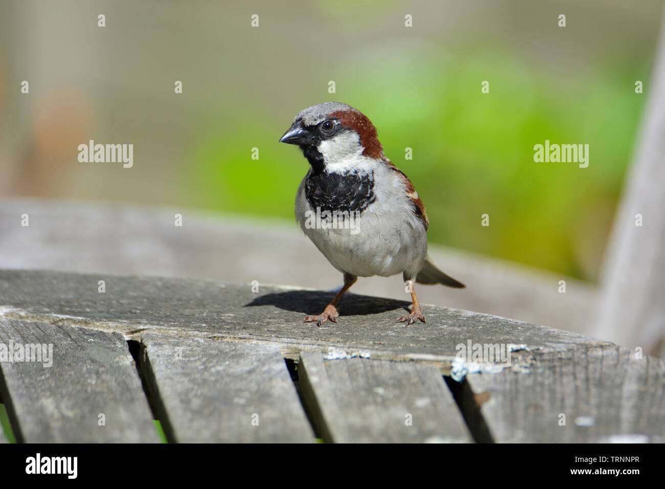 Casa Passero (Passer domesticus) maschio su un tavolo da giardino Foto Stock