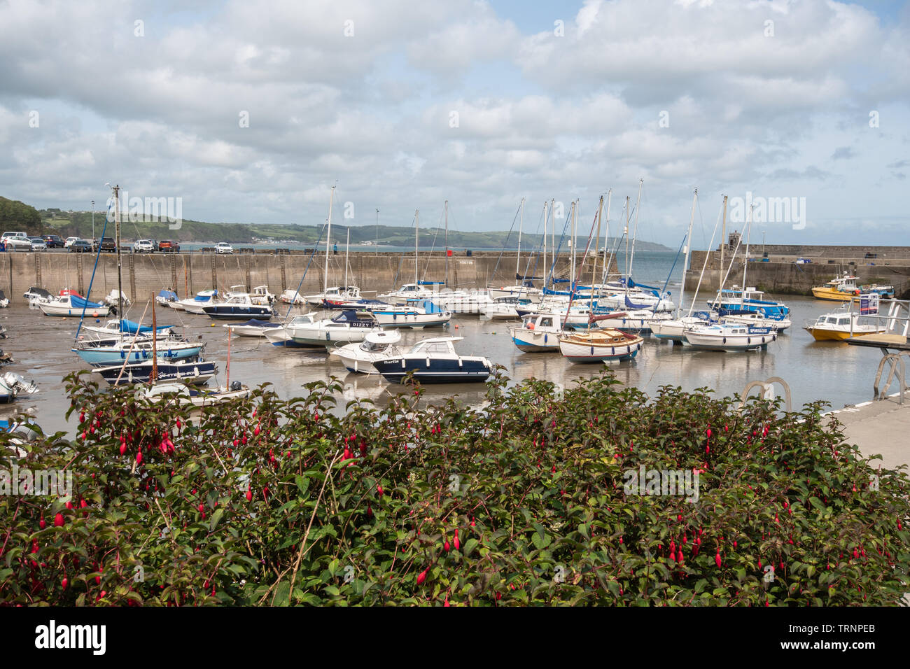 Barche ormeggiate nel porto a Saundersfoot, Pembrokeshire, Galles Foto Stock