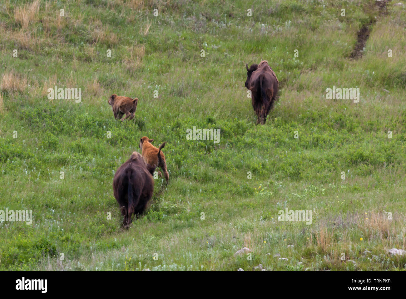 Due baby bison scherzosamente corrono attraverso gli alti prairie erba come le loro madri vigile a piedi lungo una ben indossati percorso. Foto Stock